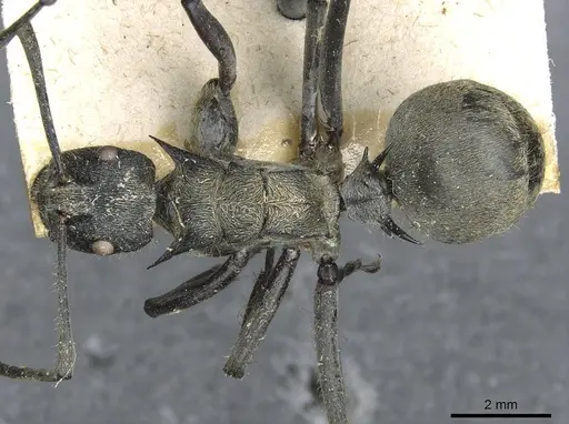 Polyrhachis militaris - CASENT0910909