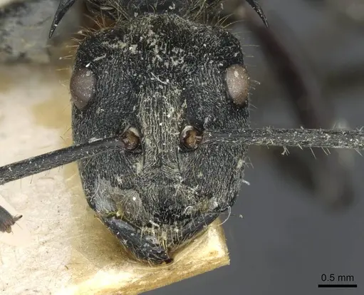 Polyrhachis militaris - CASENT0910909