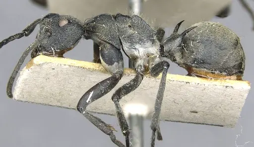 Polyrhachis militaris - CASENT0910909