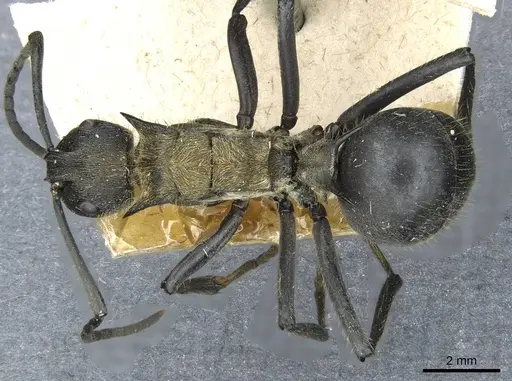 Polyrhachis militaris - CASENT0910910