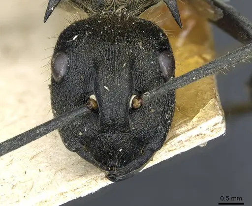 Polyrhachis militaris - CASENT0910910