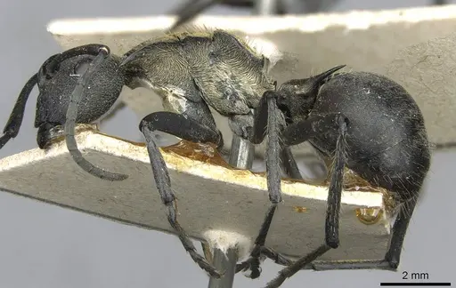 Polyrhachis militaris - CASENT0910910