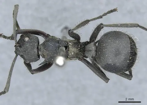 Polyrhachis militaris - CASENT0910918