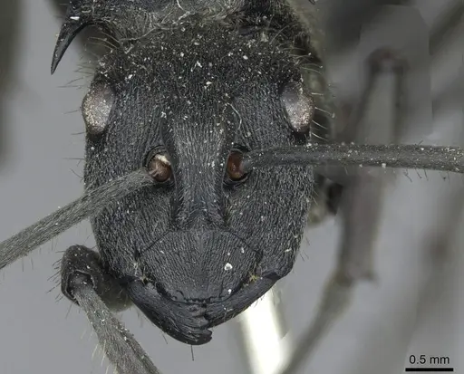 Polyrhachis militaris - CASENT0910918