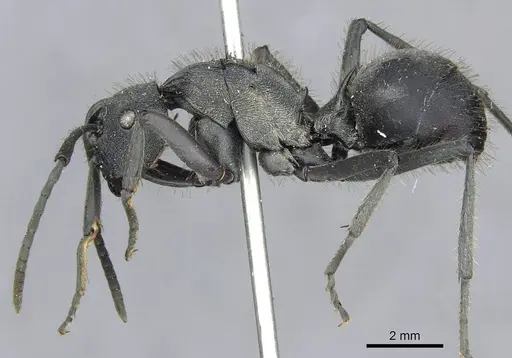 Polyrhachis militaris - CASENT0910918