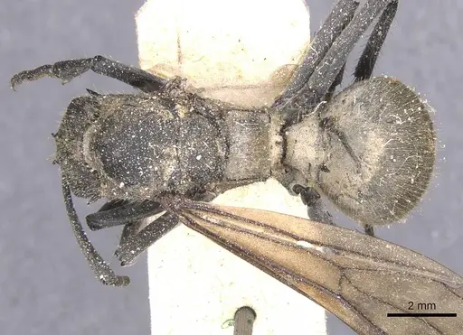 Polyrhachis militaris - CASENT0912127