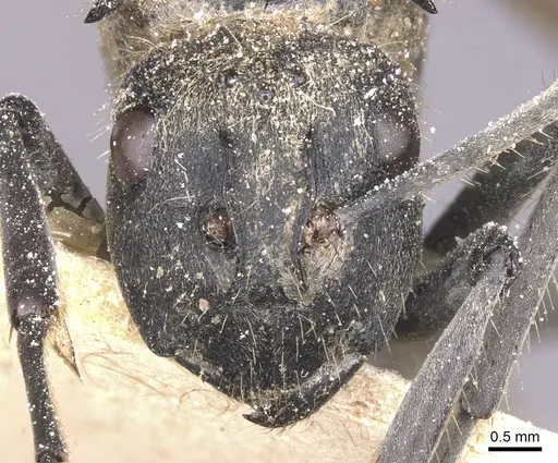 Polyrhachis militaris - CASENT0912127