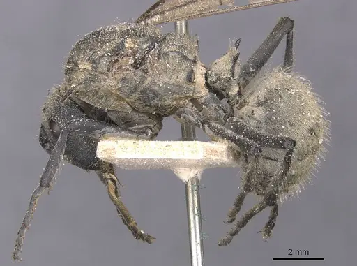 Polyrhachis militaris - CASENT0912127