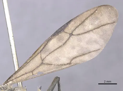 Polyrhachis militaris - CASENT0912127