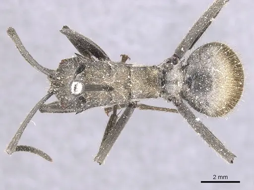 Polyrhachis militaris - CASENT0912128