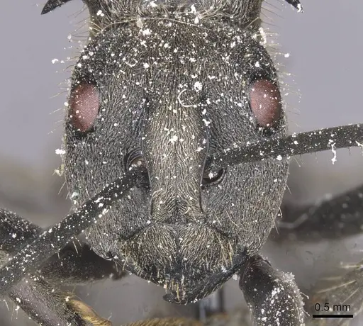 Polyrhachis militaris - CASENT0912128