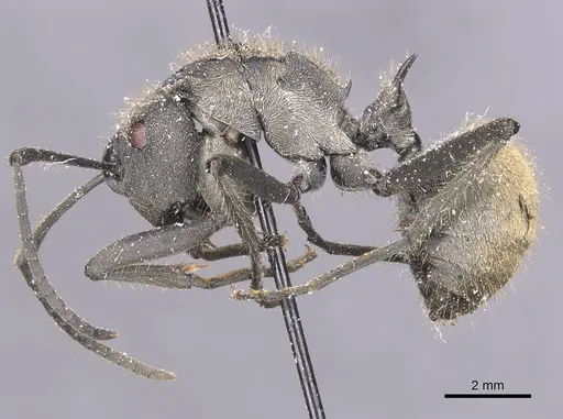 Polyrhachis militaris - CASENT0912128