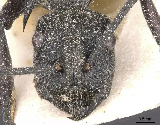 Polyrhachis militaris - CASENT0912129