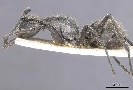 Polyrhachis militaris - CASENT0912129