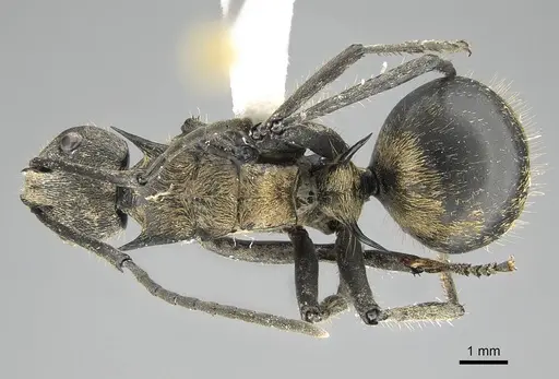 Polyrhachis militaris - CASENT0919913