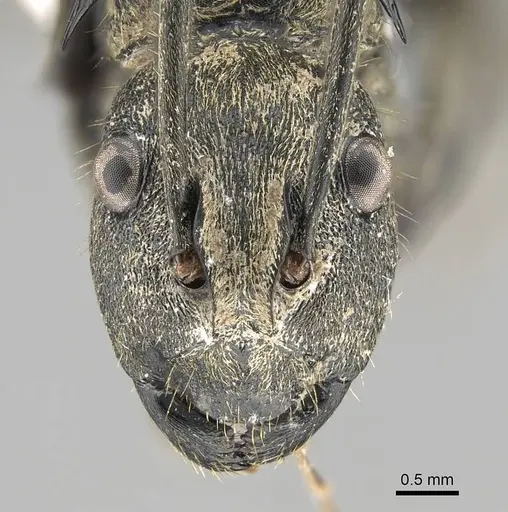 Polyrhachis militaris - CASENT0919913