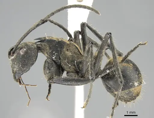 Polyrhachis militaris - CASENT0919913