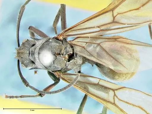 Polyrhachis militaris - FOCOL2569