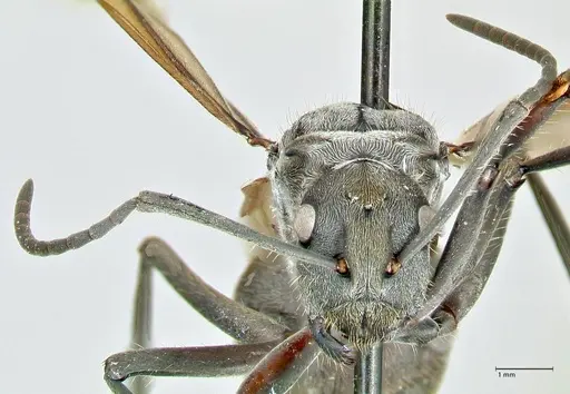 Polyrhachis militaris - FOCOL2569