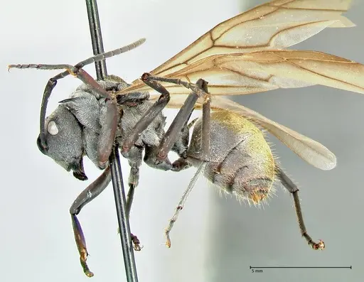 Polyrhachis militaris - FOCOL2569