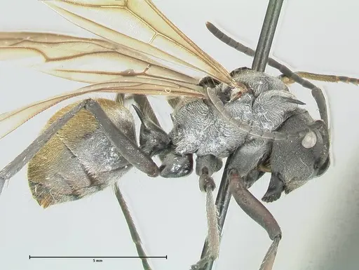 Polyrhachis militaris - FOCOL2569