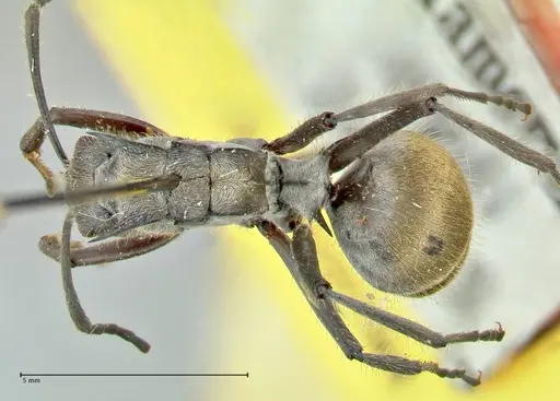 Polyrhachis militaris - FOCOL2570