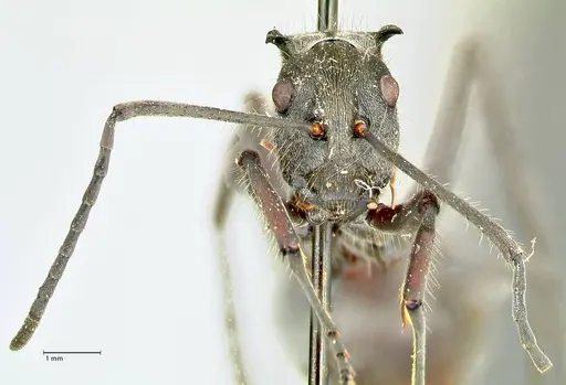 Polyrhachis militaris - FOCOL2570