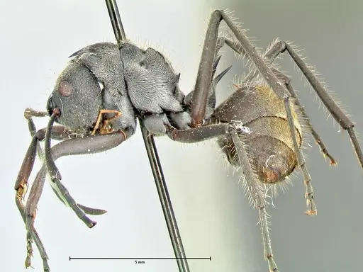 Polyrhachis militaris - FOCOL2570