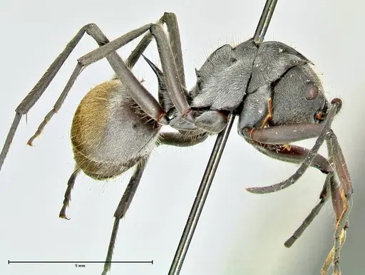 Polyrhachis militaris - FOCOL2570