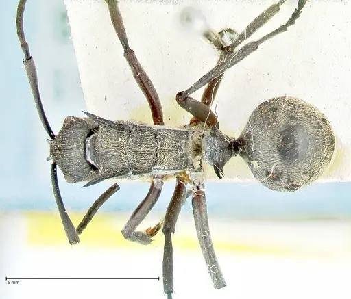 Polyrhachis militaris - FOCOL2571