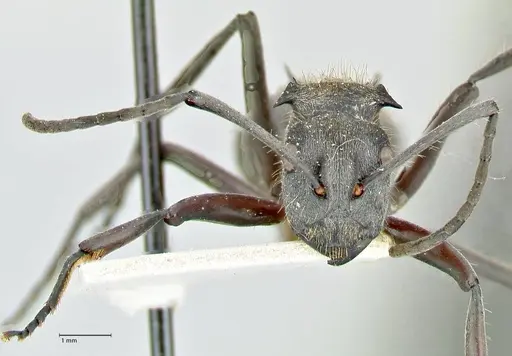Polyrhachis militaris - FOCOL2571