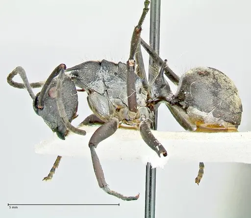 Polyrhachis militaris - FOCOL2571