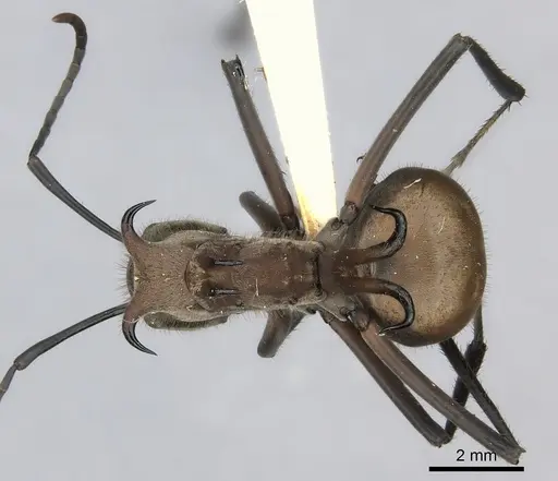 Polyrhachis mindanaensis specimen