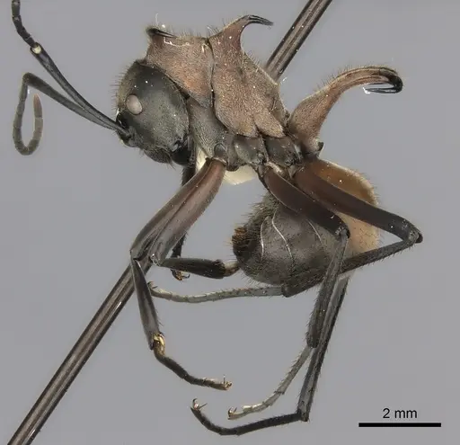 Polyrhachis mindanaensis specimen