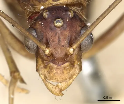 Polyrhachis mindanaensis - CASENT0903294