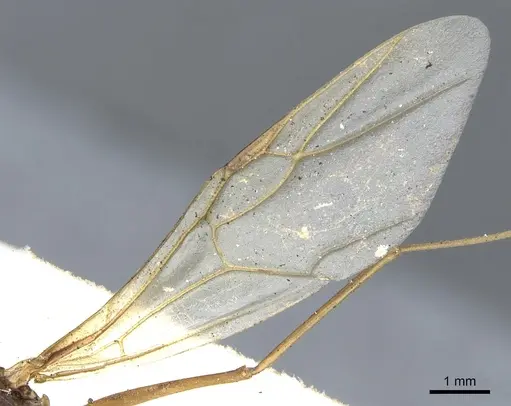 Polyrhachis mindanaensis - CASENT0903294