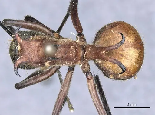 Polyrhachis mindanaensis - CASENT0905549
