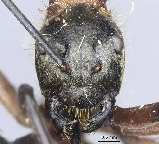 Polyrhachis mindanaensis - CASENT0905549