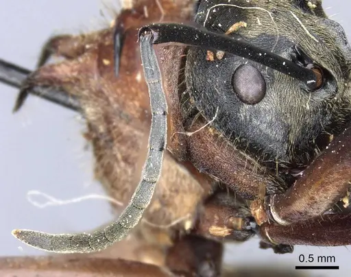 Polyrhachis mindanaensis - CASENT0905549