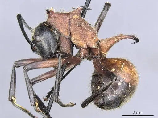Polyrhachis mindanaensis - CASENT0905549