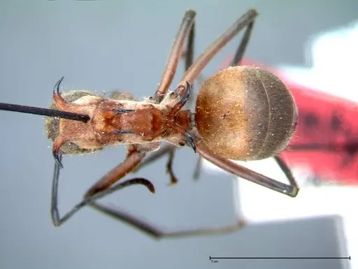 Polyrhachis mindanaensis - FOCOL0079