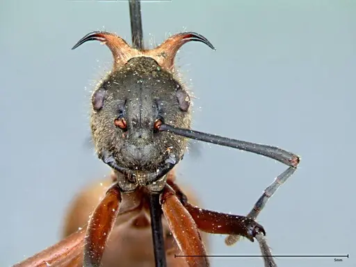 Polyrhachis mindanaensis - FOCOL0079