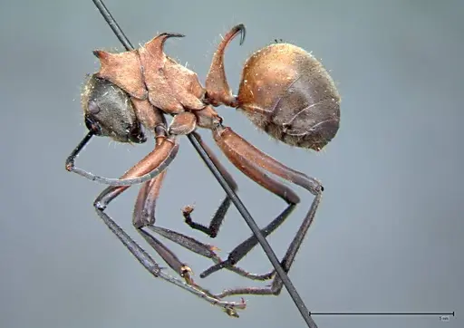 Polyrhachis mindanaensis - FOCOL0079
