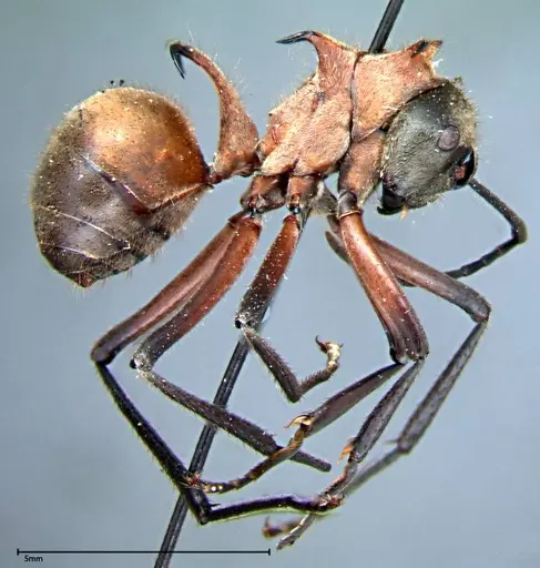 Polyrhachis mindanaensis - FOCOL0079