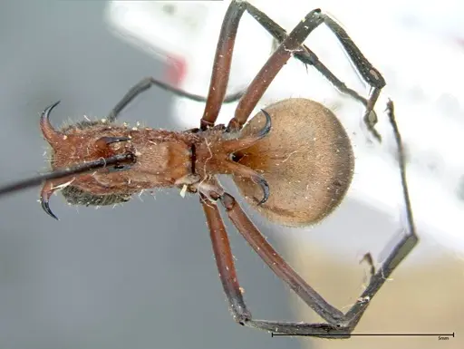 Polyrhachis mindanaensis - FOCOL0080