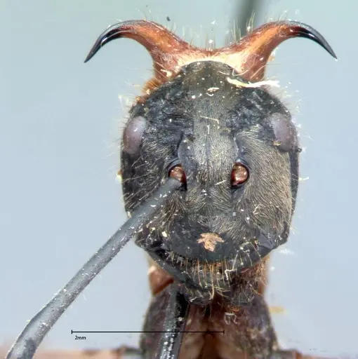 Polyrhachis mindanaensis - FOCOL0080