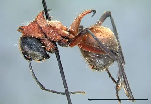 Polyrhachis mindanaensis - FOCOL0080