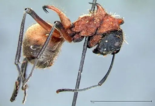 Polyrhachis mindanaensis - FOCOL0080