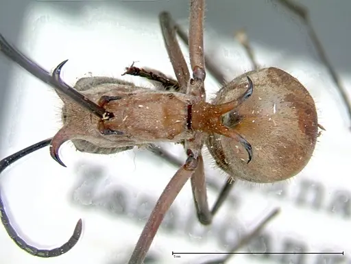 Polyrhachis mindanaensis - FOCOL0081