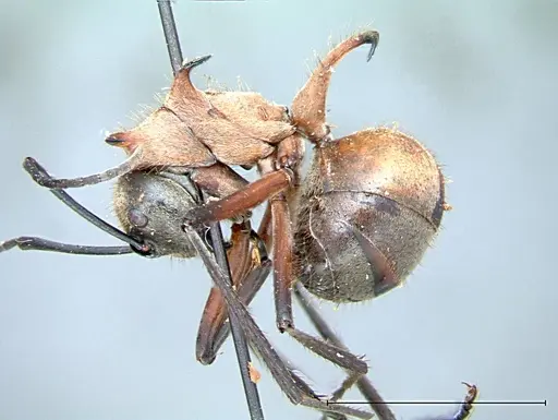Polyrhachis mindanaensis - FOCOL0081